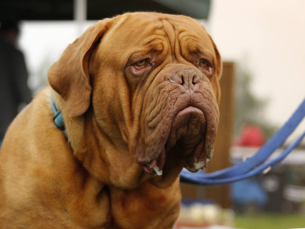 Велика собака - дог Бордо - Фото, зображення