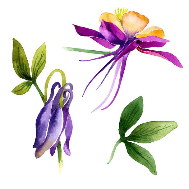 Wildflower orchid flower in a watercolor style isolated. - 写真・画像