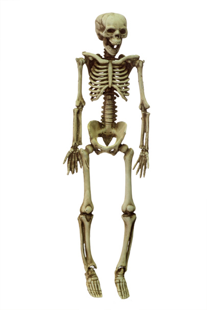 Σκελετός - Φωτογραφία, εικόνα