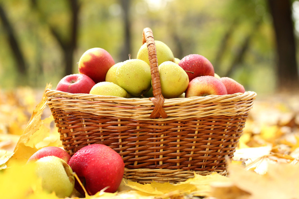 basket of fresh ripe apples in garden on autumn leaves - Photo, image