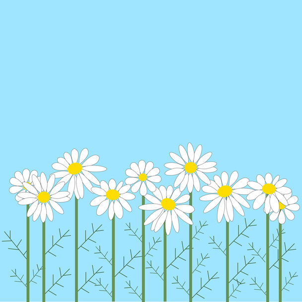 Number of chamomile flowers on blue background - Vector, Image