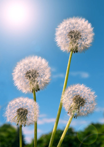 White fluffy dandelions. - Photo, Image