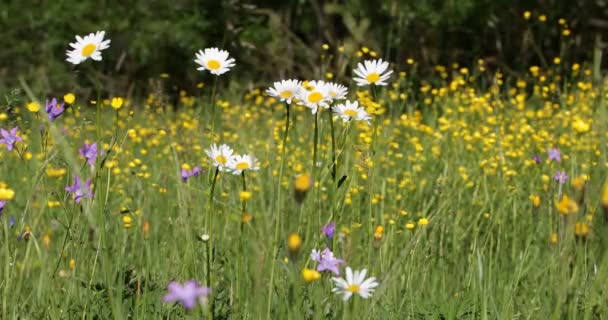 weiße Margerite oder Gänseblümchen auf der Wiese bei Frühlingsbrise - Filmmaterial, Video