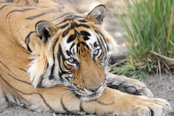 τίγρη της Βεγγάλης - Φωτογραφία, εικόνα
