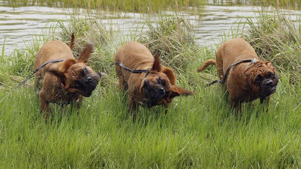 Bordeaux Dog - spelen in Water - Foto, afbeelding
