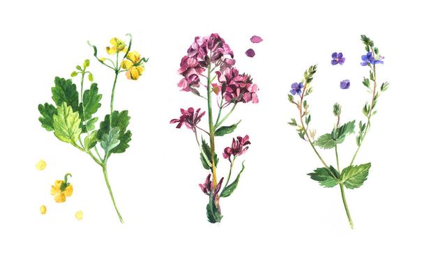illustration decorative flower - Zdjęcie, obraz