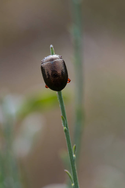 Doğal ortamlarındaki beetle - Fotoğraf, Görsel