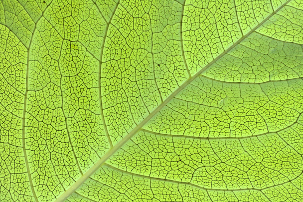 zelená listová texturu - Fotografie, Obrázek