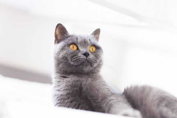 grijze Britse kat - Foto, afbeelding