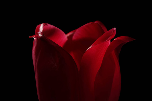 Beautiful tulip flower - Foto, immagini