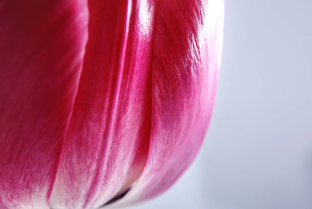 Beautiful tulip flower - Φωτογραφία, εικόνα