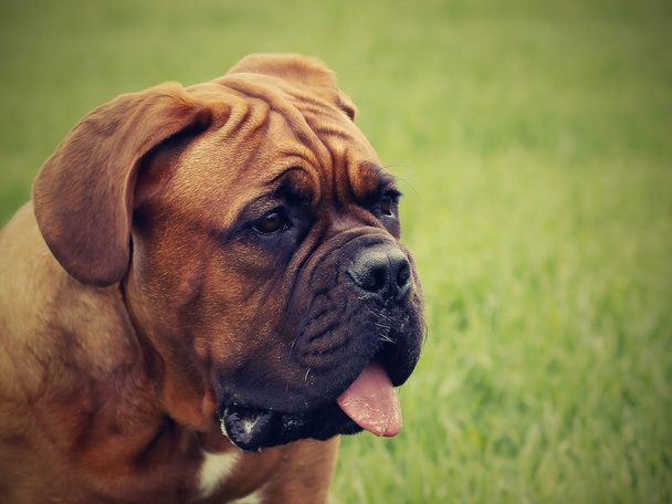 Velký pes - Bordeaux doga - Fotografie, Obrázek
