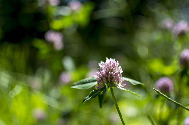 clover (Trifolium pratense) on the meadow with blurred green background. Macro image, suitable for backgrounds - Photo, Image