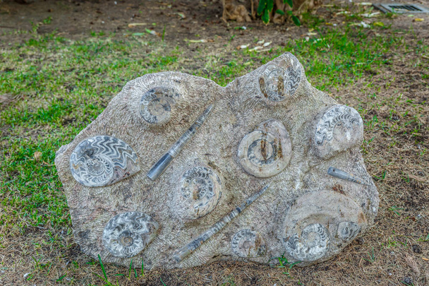 Stein mit Fossilien inmitten der Natur - Foto, Bild
