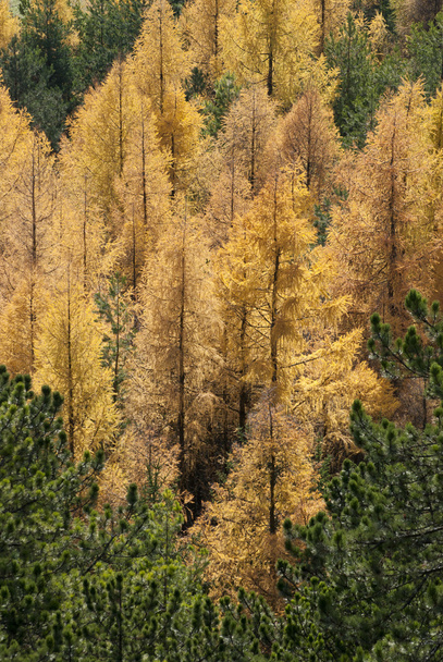 árvores amarelas na floresta de outono
 - Foto, Imagem