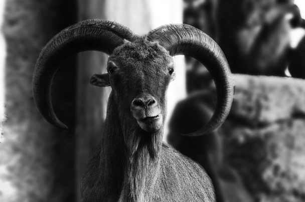 Гірський козел з рогами тваринний фон природи
  - Фото, зображення