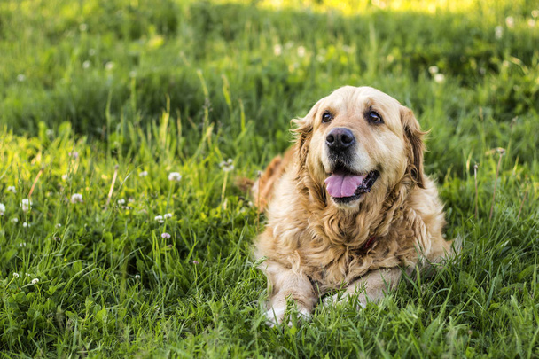old golden retriever dog - Zdjęcie, obraz