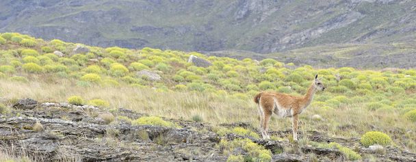 Panoramic view with guanaco stading in the patagonia - Photo, Image