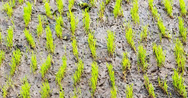   zbliżenie na polu uprawy zbóż ryżu - Zdjęcie, obraz