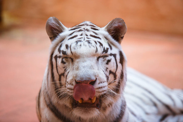 Bengali, white tiger close-up shows tongue, aggressively , cool and cheerful - Photo, Image