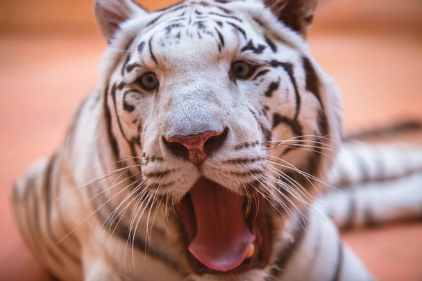 Бенгальский, белый тигр крупным планом показывает язык, агрессивно, прохладно и весело
 - Фото, изображение
