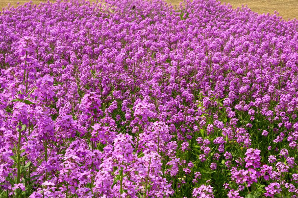Fioletowe kwiaty domowe, rosnące w ogrodzie - Zdjęcie, obraz