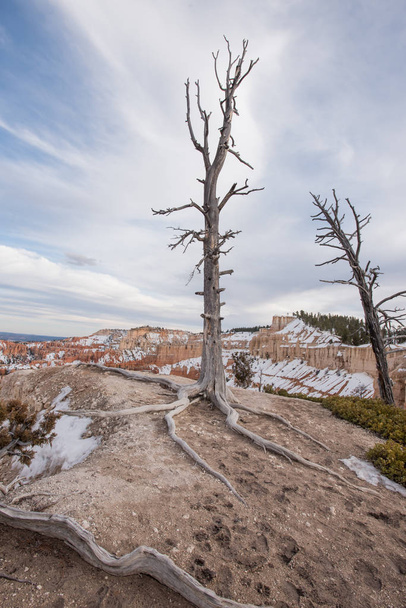 Potlačených mrtvý strom s erodované půdy ukazuje kořeny - Fotografie, Obrázek