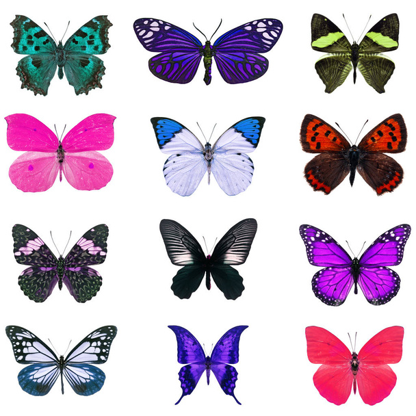 colorful butterfly isolated - Fotoğraf, Görsel