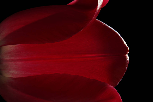 Beautiful tulip flower  - Foto, imagen
