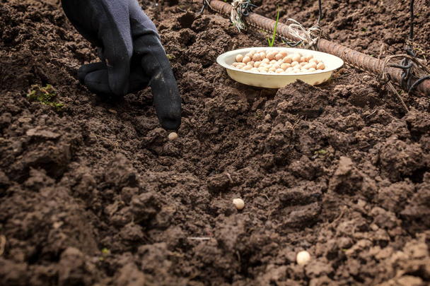 La mano del jardinero siembra guisantes en el suelo
 - Foto, Imagen