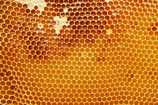 Panal de miel con miel
 - Foto, imagen