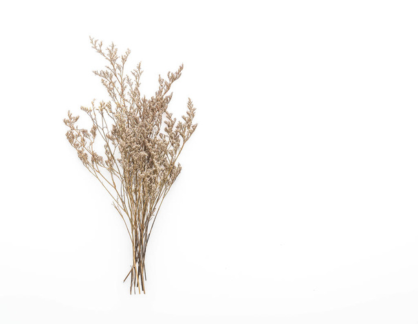 Dried Caspia Flowers - Фото, изображение