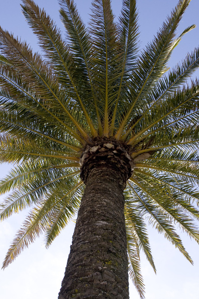 Тропічний пальмових дерев
 - Фото, зображення