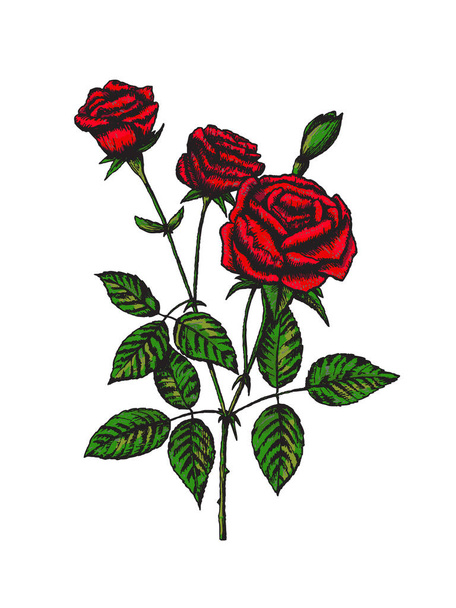 Ručně tažené květ, barevné růže - Vektor, obrázek