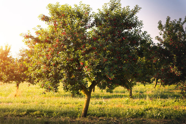 Kirsikoiden kypsytys hedelmätarhassa - Valokuva, kuva