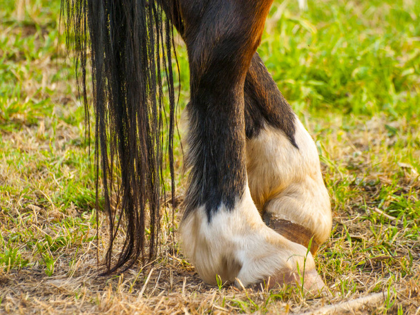 Yksityiskohta hevosen kavioista keväisin niityllä
 - Valokuva, kuva