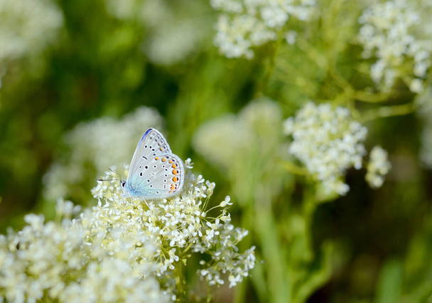 美しいの小型の青い蝶、野生の草原の Polyommatus イカロス。夏シーズンの背景 - 写真・画像