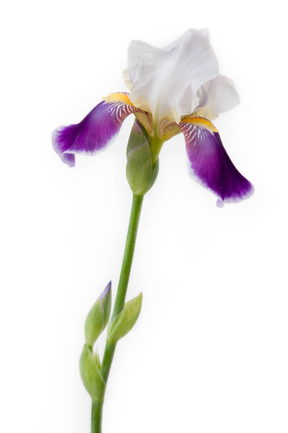 Iris blossoming on a white background. - Foto, imagen