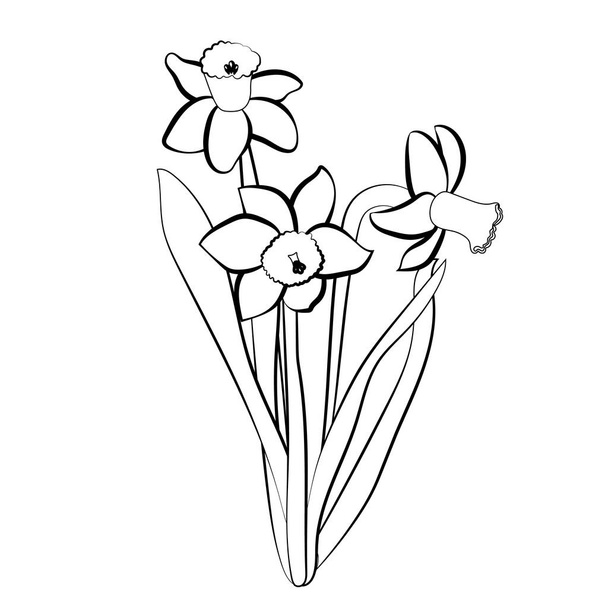 Three hand drawn narcissus flowers. Elegant vintage card. White narcissus with black stroke. Vector illustration. - Wektor, obraz