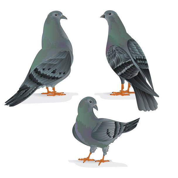 Vervoerders duiven binnenlandse rassen sport vogels vintage hand loting set één dieren vectorillustratie  - Vector, afbeelding