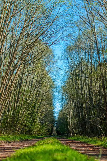 Straße im Wald - Foto, Bild