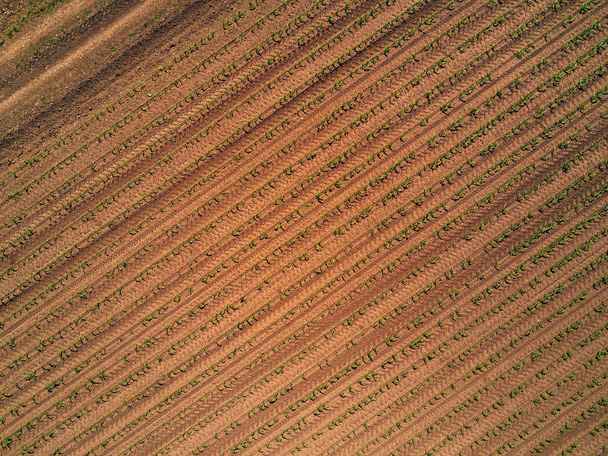 Aerial view of cultivated maize field from drone - Fotoğraf, Görsel