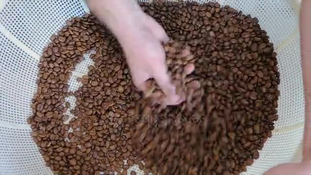 Coffee house worker checking roasted coffee beans in processing factory - Footage, Video
