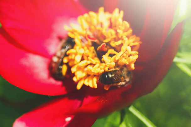 Abelha flor florescendo mel, fundo floral
 - Foto, Imagem
