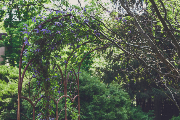 Ландшафтний дизайн, вічнозелені ялинки та квіти
 - Фото, зображення
