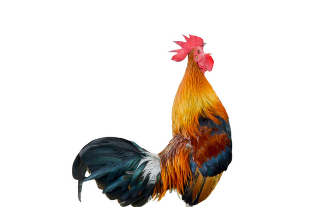 Kana bantam, kukko kiekuu eristetty valkoinen
 - Valokuva, kuva