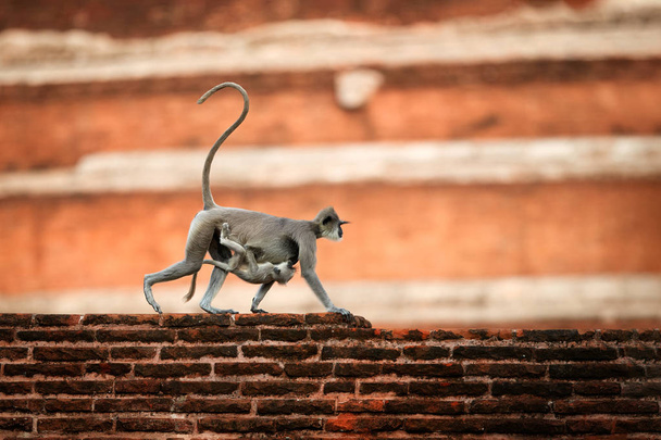 Madre con bebé, langur gris, Semnopithecus entellus, mono de la Ciudad Sagrada, llevando un bebé sobre su estómago, caminando sobre la pared contra la estupa roja Jetavanaramaya. Escena de Anuradhapura, Sri Lanka
. - Foto, imagen
