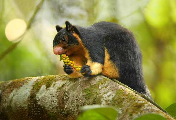sri-lankisches Riesenhörnchen - Foto, Bild