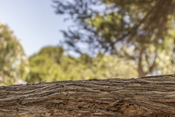 Panca in tronco di legno con bosco su sfondo sfocato
 - Foto, immagini