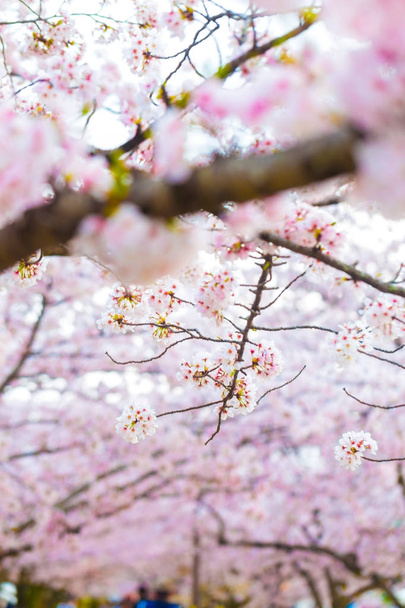 Sakura κεράσι ανθίσει φόντο dept πεδίο ομορφότερων εστίασης - Φωτογραφία, εικόνα